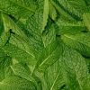 Peppermint Essentials Bundle
