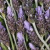 Lavender - Pure-Castile Magic Bar Soap